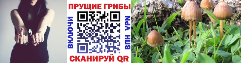 где продают   Сибай  Галлюциногенные грибы MAGIC MUSHROOMS 